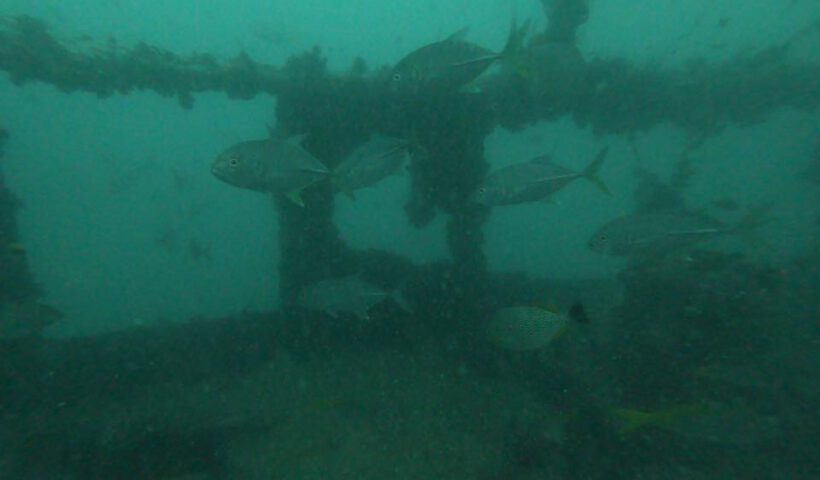 Petchburi Bremen Wreck - Marlin Divers