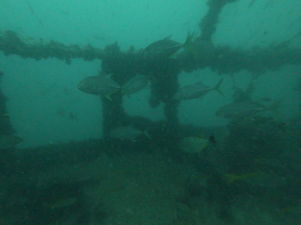 Petchburi Bremen Wreck - Marlin Divers