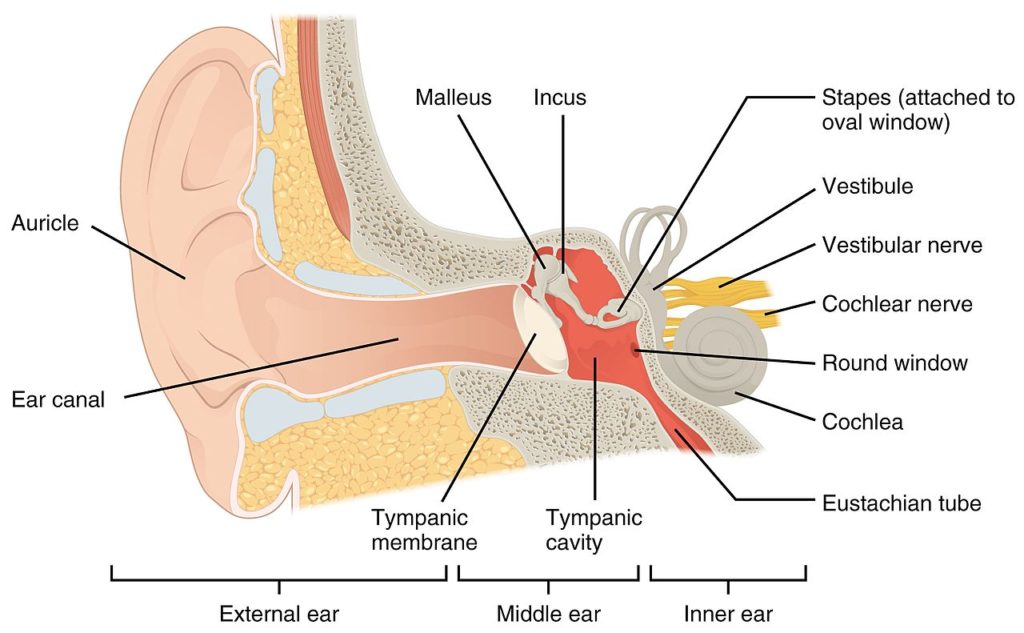 The Structures of the Ear