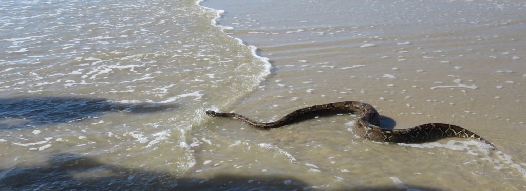 Snake on Beach