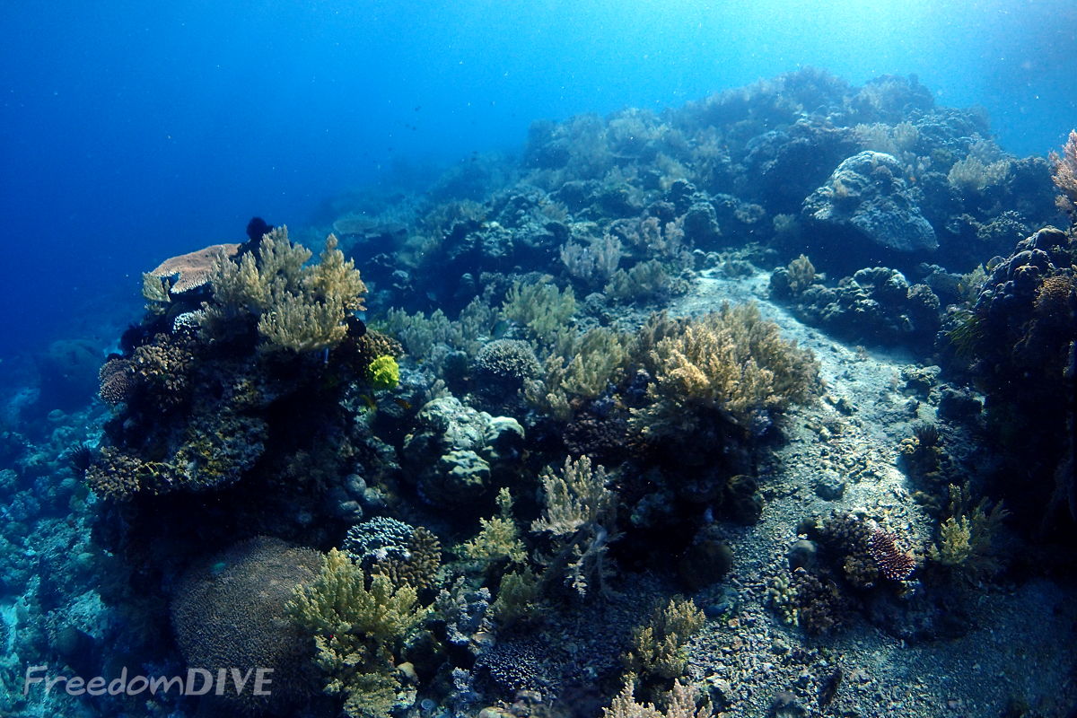 coral reef at Apo Island, Dumaguete, Philippines