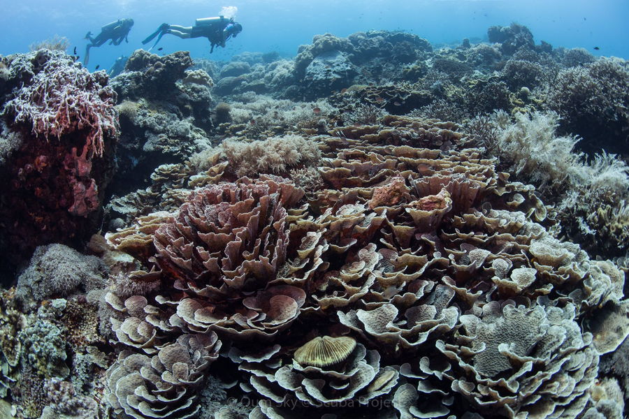 coral reef at Apo Island, Dumaguete, Philippines