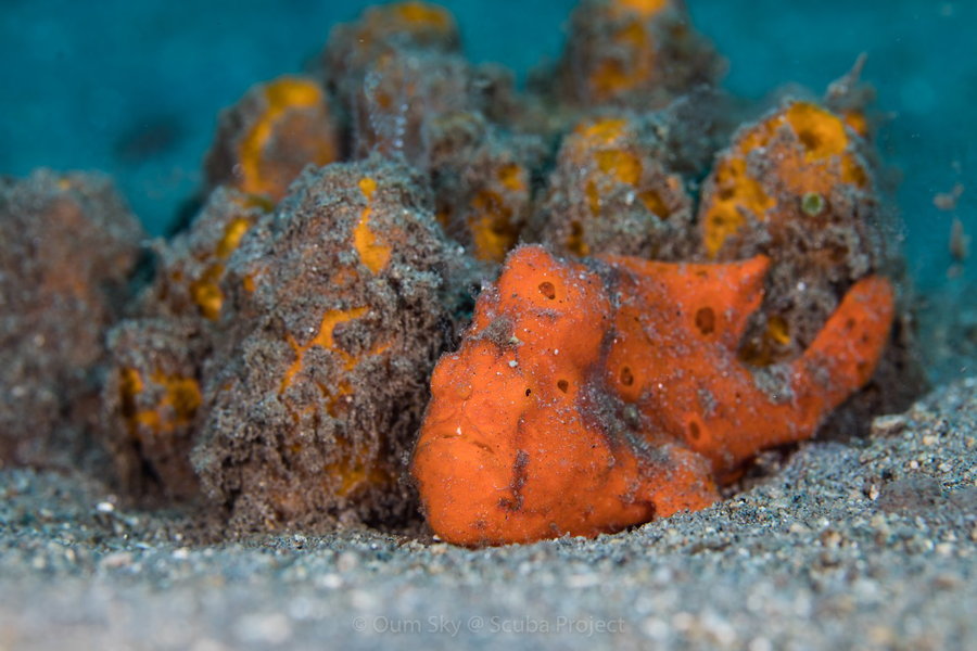 Orange Frog Fish under the sea of Dumaguete