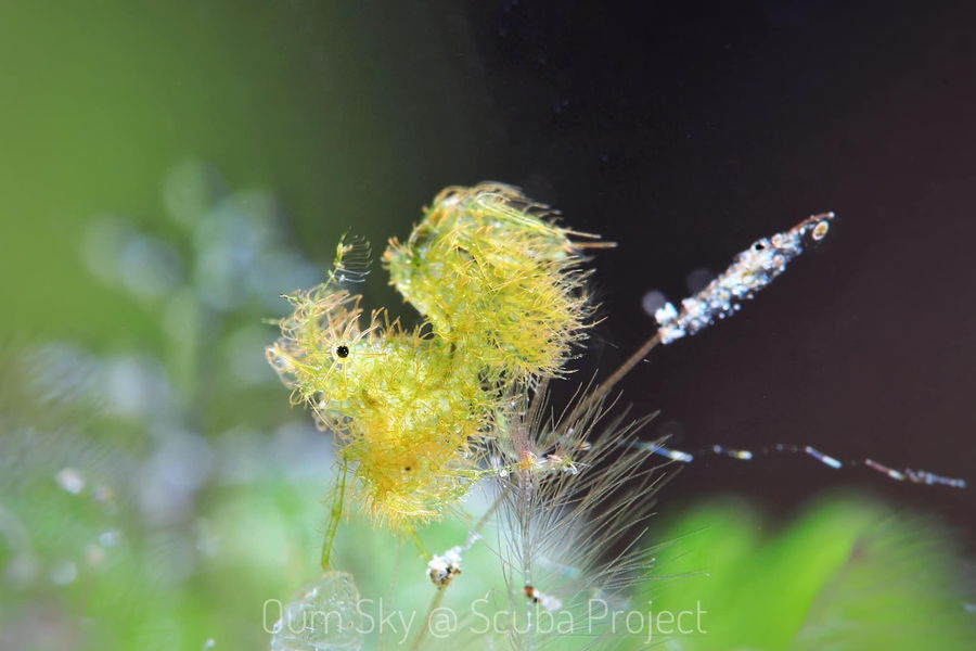 hairy shrimp found when diving in Dumaguete