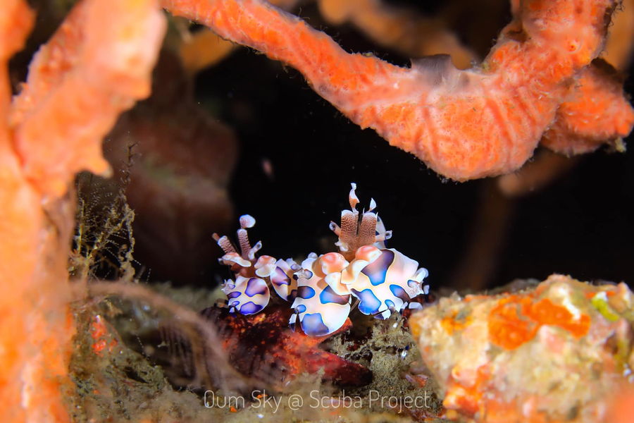 Shrimp with unique purple and white pattern, Dumaguete