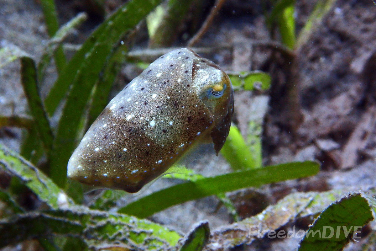 Pygmy Cuttlefish with black and white dot on skin