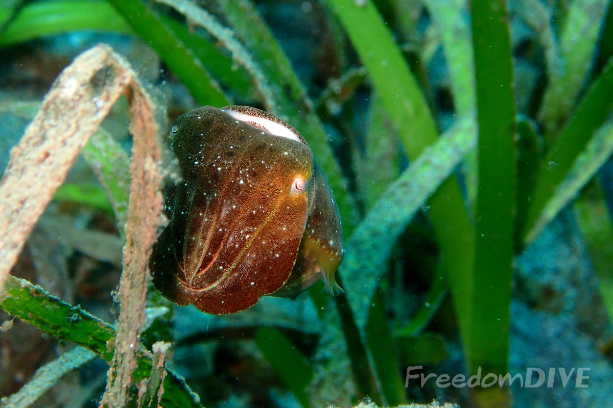 Pygmy cuttle fish in sea grass