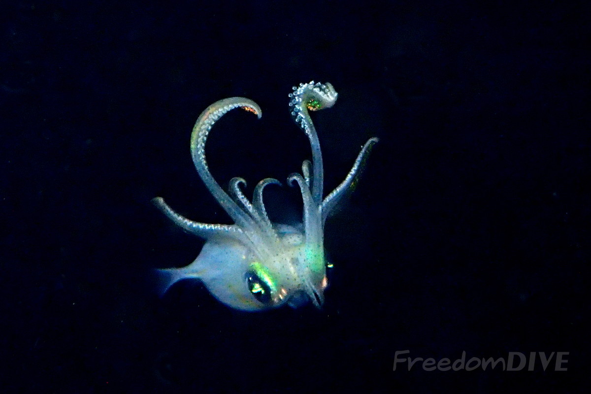 Juvenile squid at night
