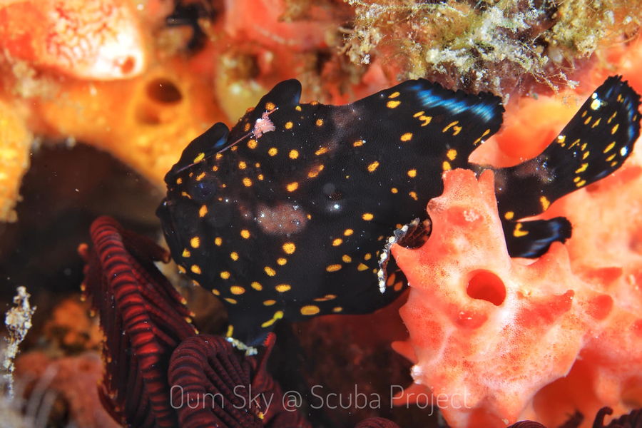 Painted Frog Fish under the sea of Dumaguete
