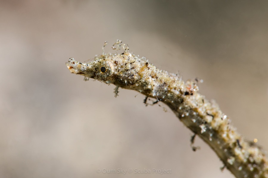 Pygmy Pipehorse, found when diving in Dumaguete