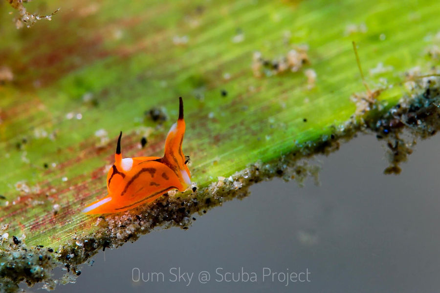 Batwing nudibranch found when diving in Dumaguete