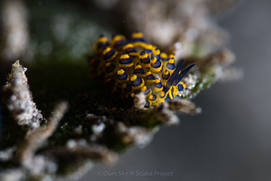 found when diving in Dumaguete