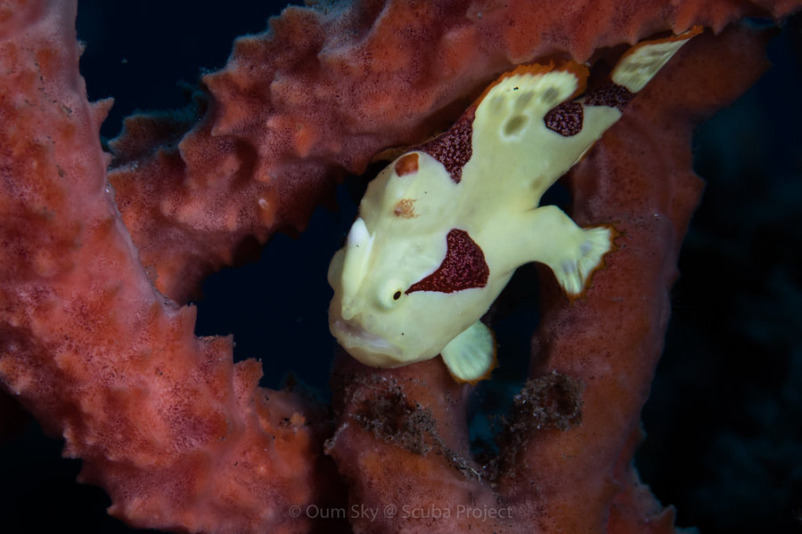 white Frog Fish under the sea of Dumaguete