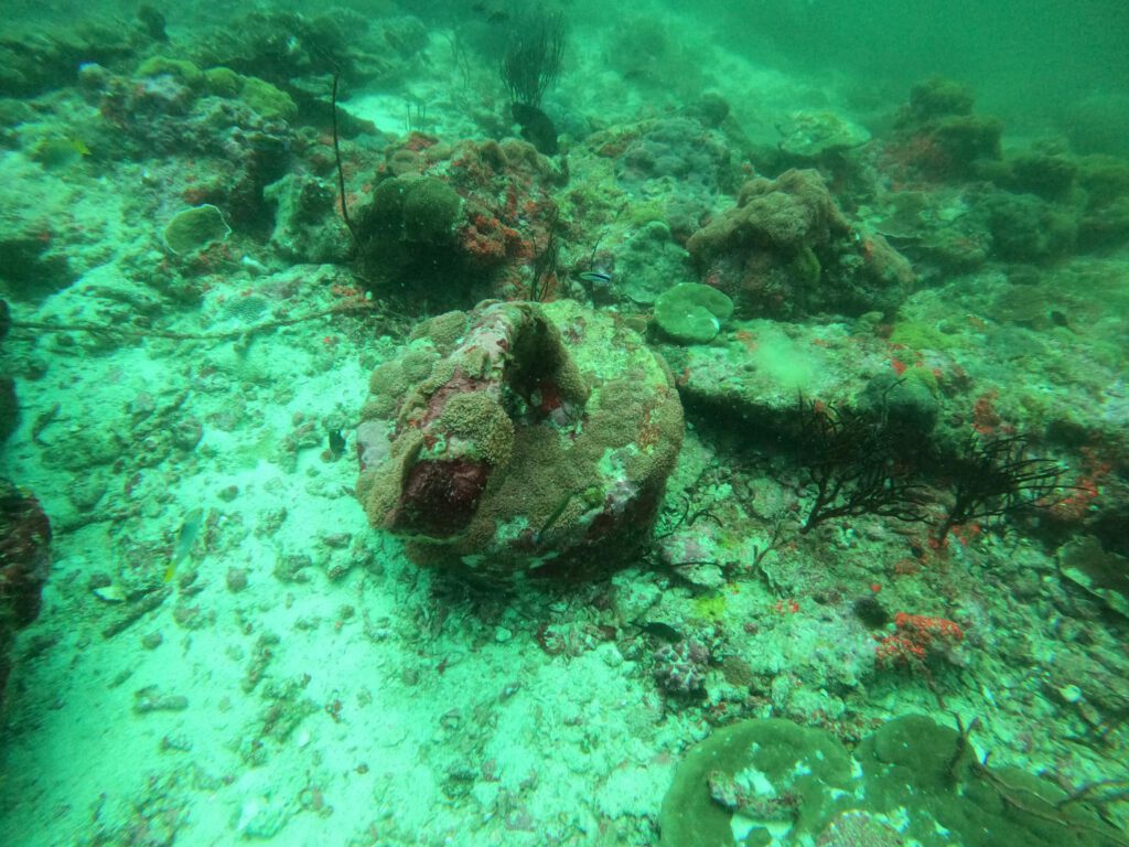 ภาพปะการังและสิ่งมีชีวิตที่พื้นทะเลระหว่างดำน้ำ Deep Specialty