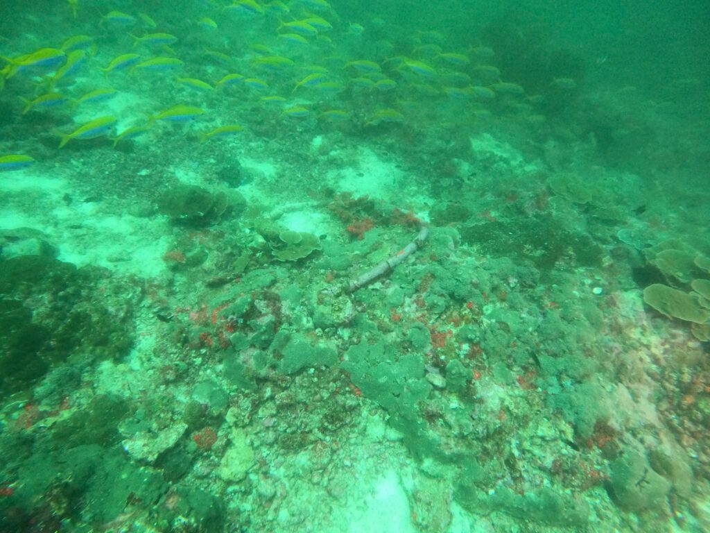 ภาพปะการังและสิ่งมีชีวิตที่พื้นทะเลระหว่างดำน้ำ Deep Specialty