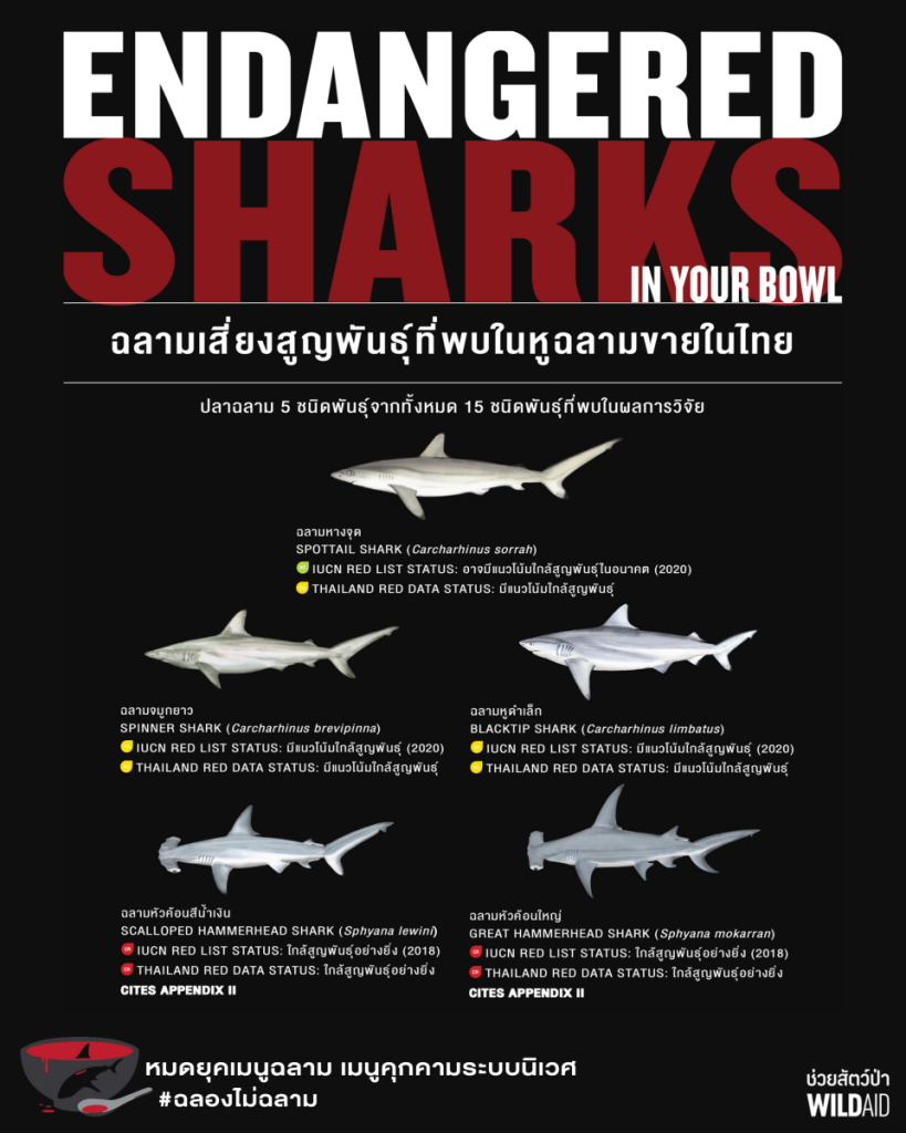 Endangered shark - WildAid - 001