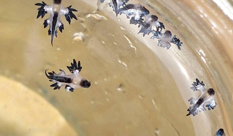 DMCRTH - glaucus_atlanticus - 660831