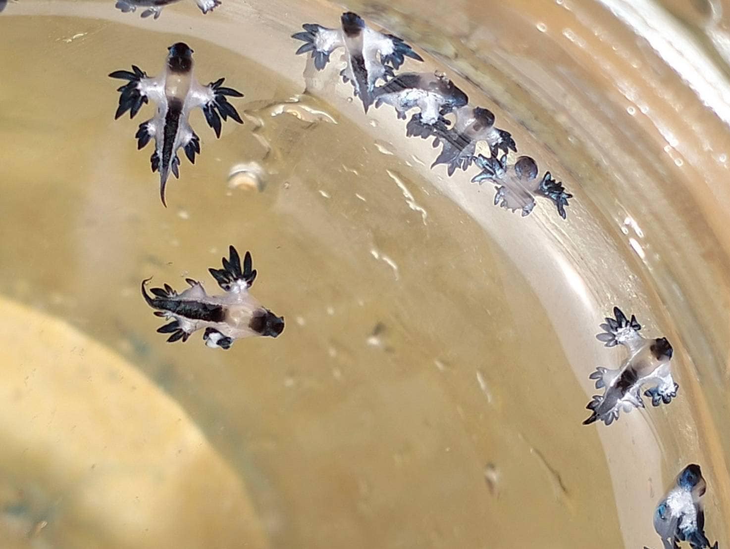 DMCRTH - glaucus_atlanticus - 660831