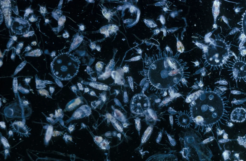 Photo of marine zooplankton
