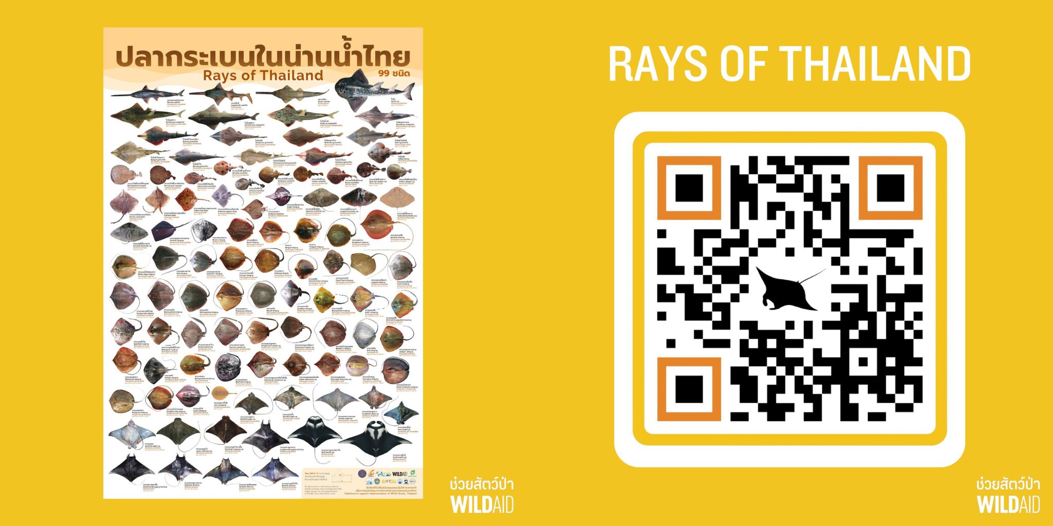 QR Rays of Thailand - WildAid - 001