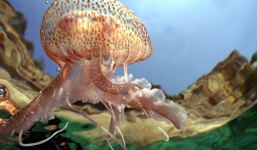 A jellyfish ( Aurelia Aurita - Familia : Ulmariidae ) swims around in the sunshine on the turquoise Mediterranean seashore