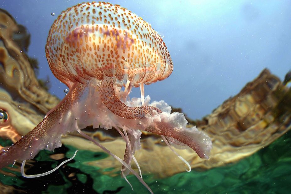 A jellyfish ( Aurelia Aurita - Familia : Ulmariidae ) swims around in the sunshine on the turquoise Mediterranean seashore
