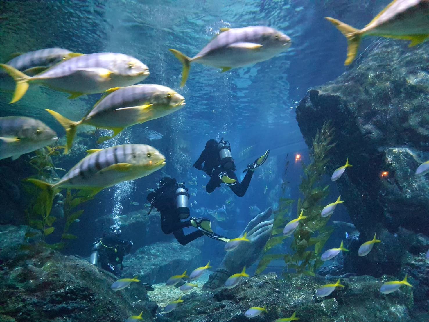 Diving in Fish Tank