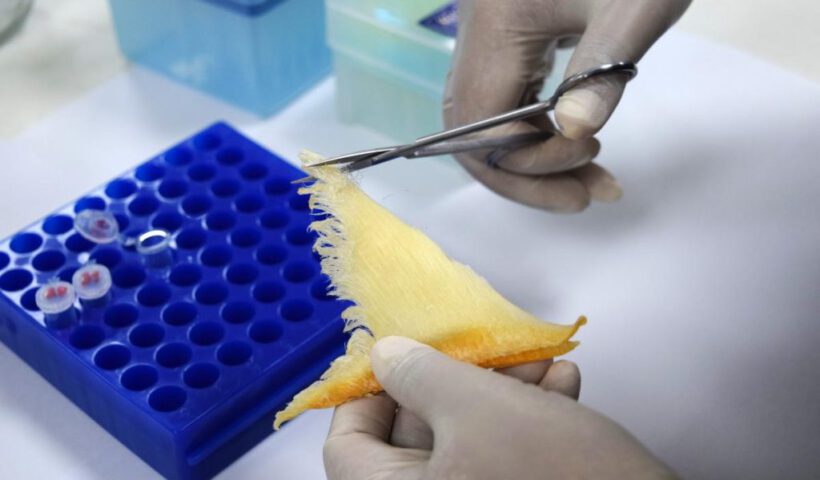 WildAid_cutting-shark-fin