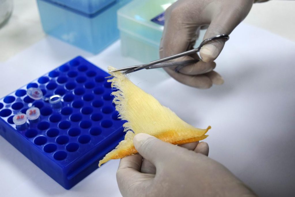 WildAid_cutting-shark-fin