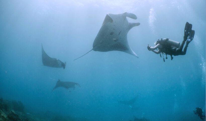 Diving with Manta - 001