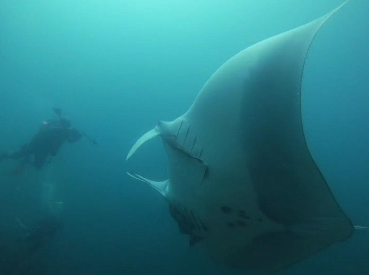 Diving with Manta - Keng Krob - 002