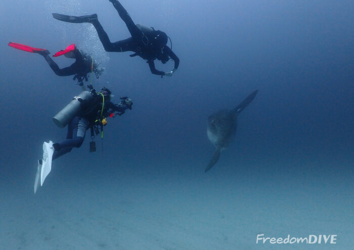 Diving with Mola Mola - FreedomDIVE - 001