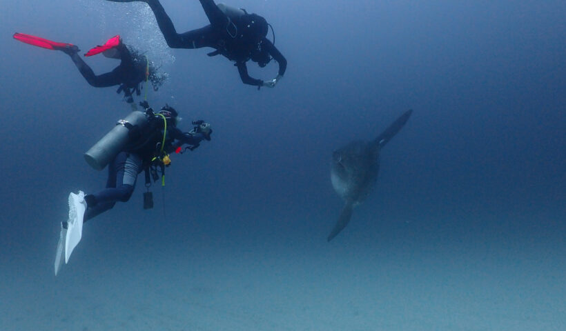 Diving with Mola Mola - FreedomDIVE - 001