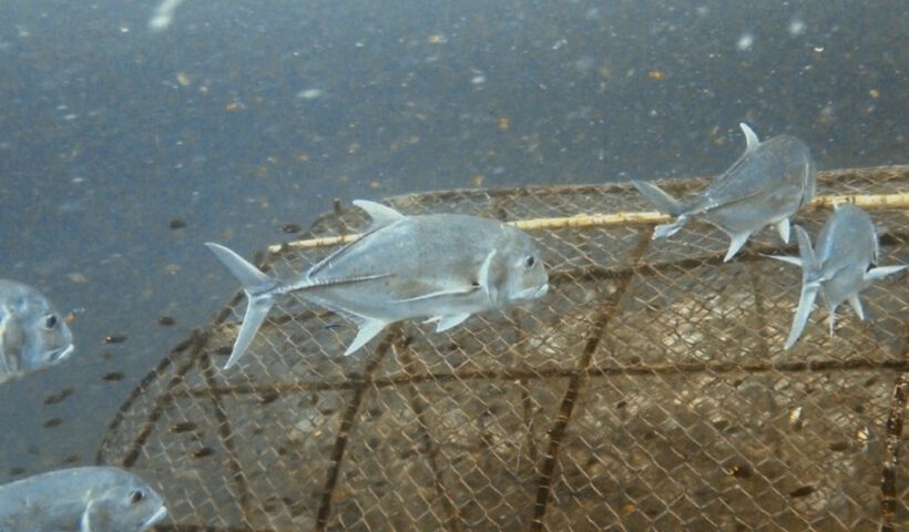 Fish trap - Keng Krob - 001