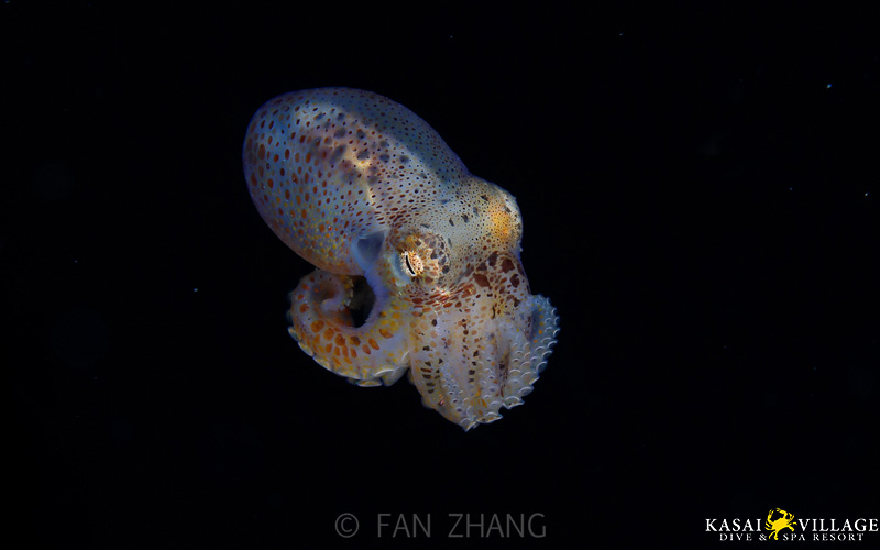 Baby Cuttlefish in Black Water Dive - Kasai Village Dive Resort