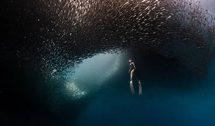 A freediver among sardine run in Moalboal