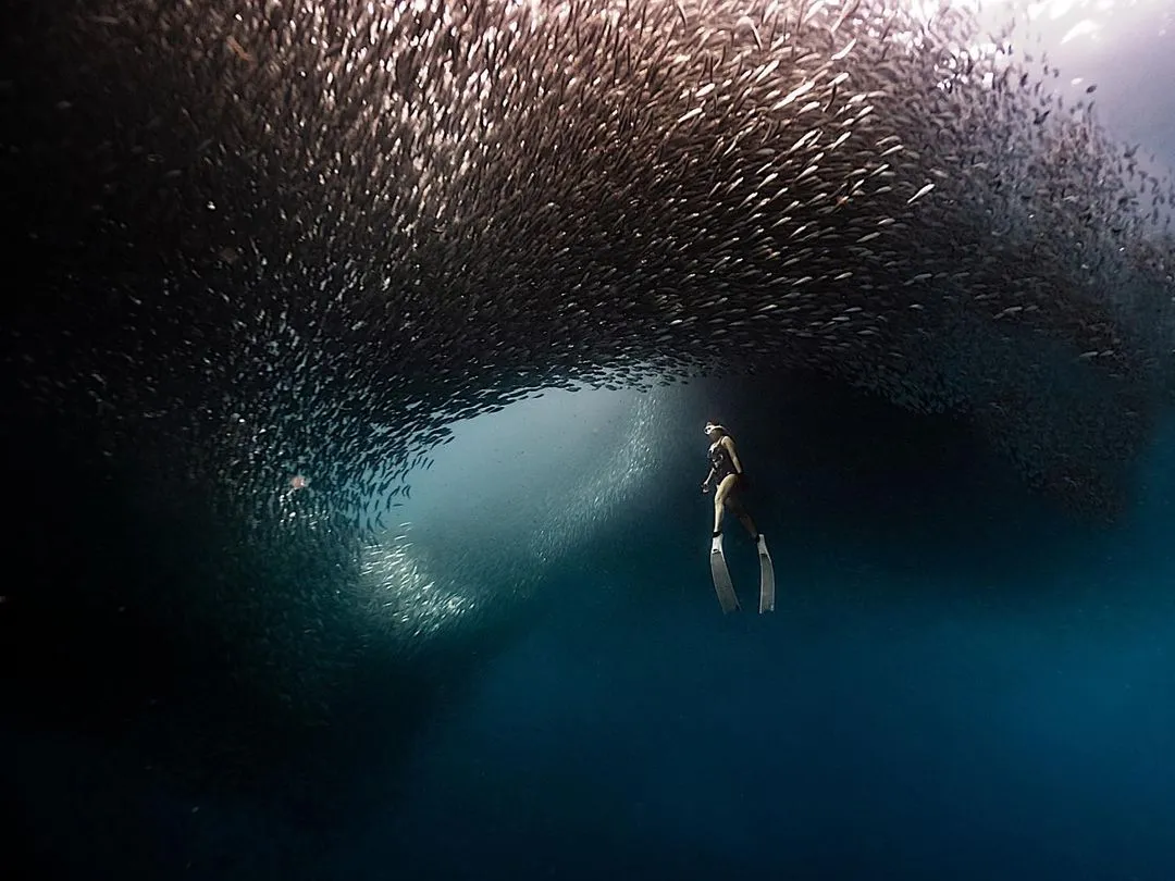 A freediver among sardine run in Moalboal