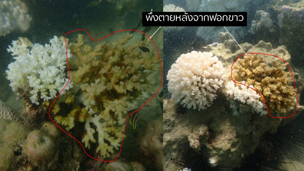 Dead Coral - Lalita Nan Putchim - 002