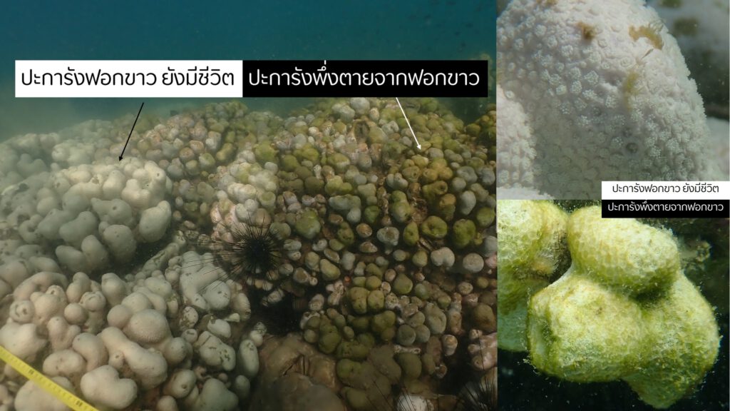 Dead Coral - Lalita Nan Putchim - 004