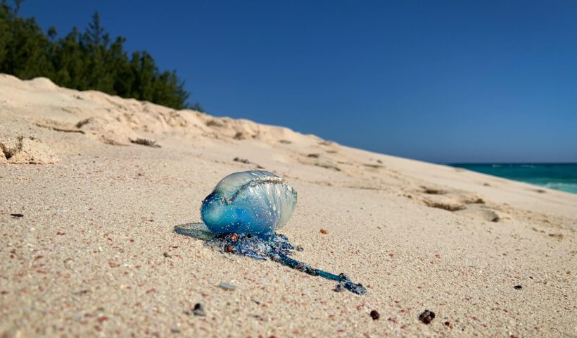 Portuguese Man-of-War on Pink Sand Beach