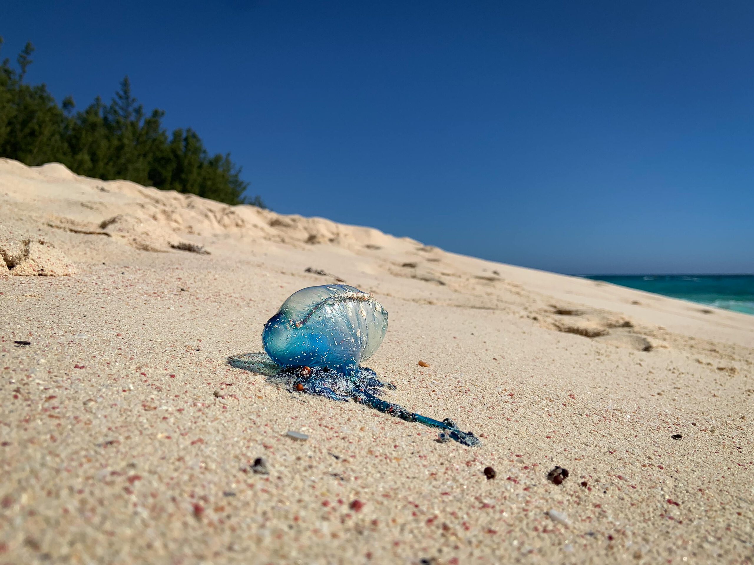 Portuguese Man-of-War on Pink Sand Beach