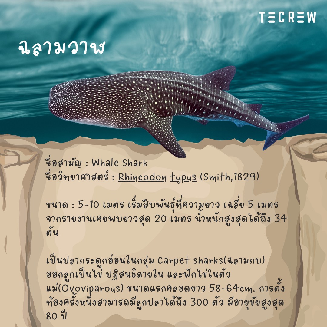 5 most wanted fishes - Whale Shark - Tecrew