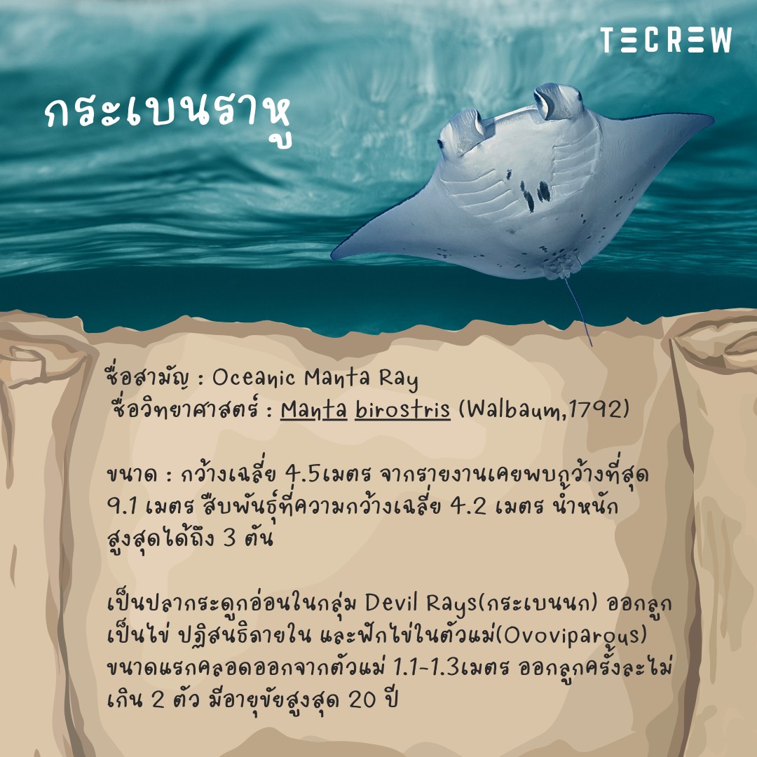 5 most wanted fishes - Manta - Tecrew