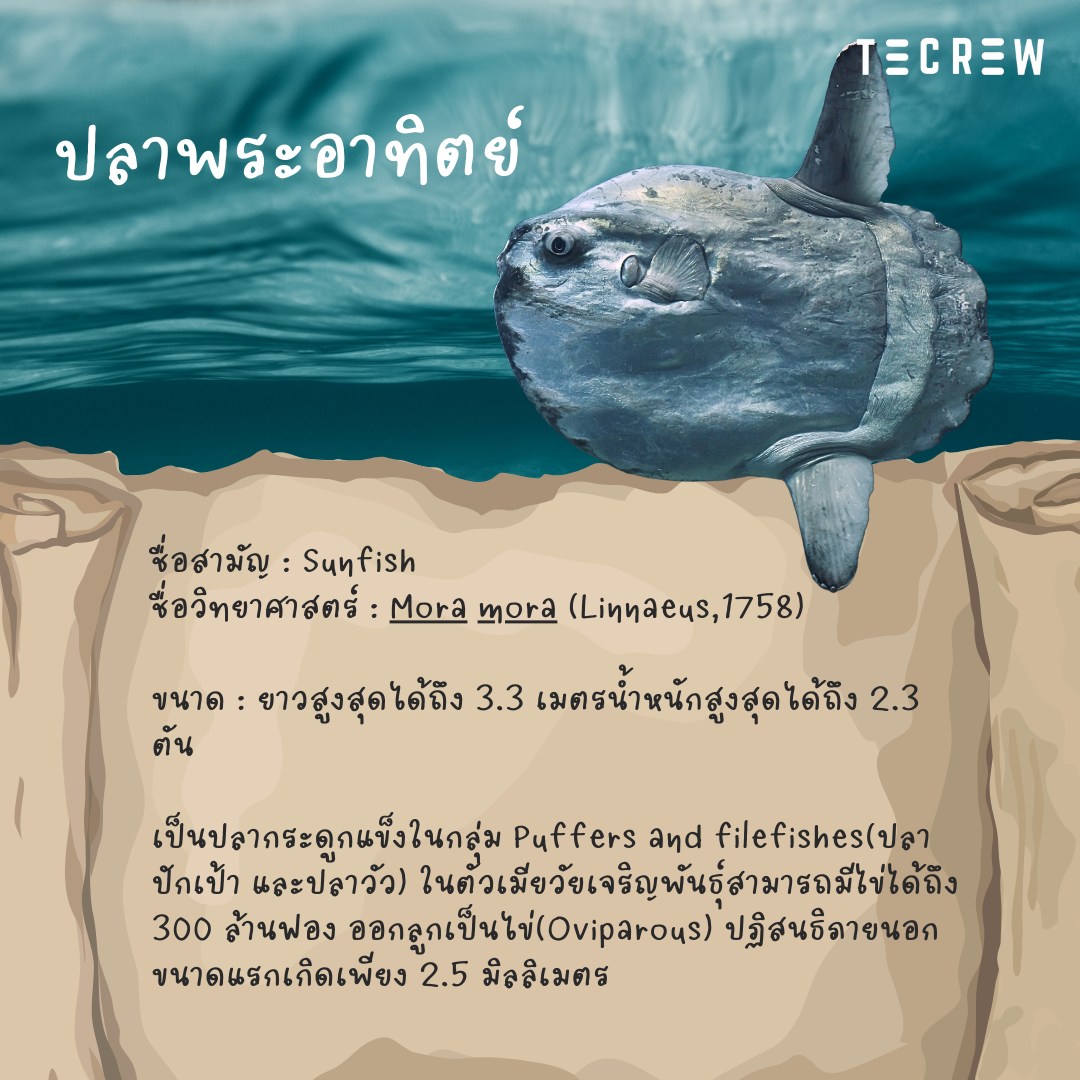 5 most wanted fishes - Sunfish - Tecrew