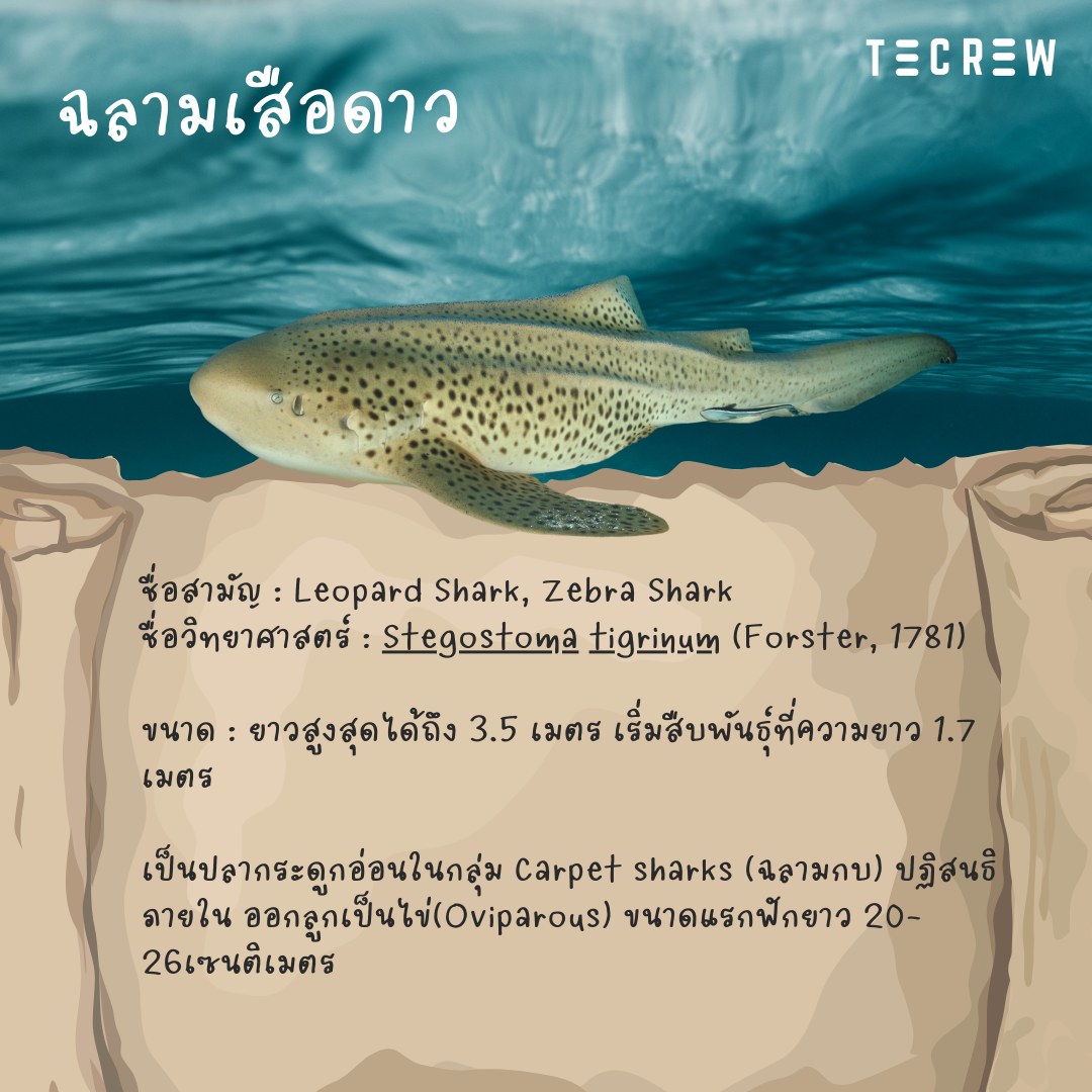 5 most wanted fishes - Leopard Shark - Tecrew - 671220