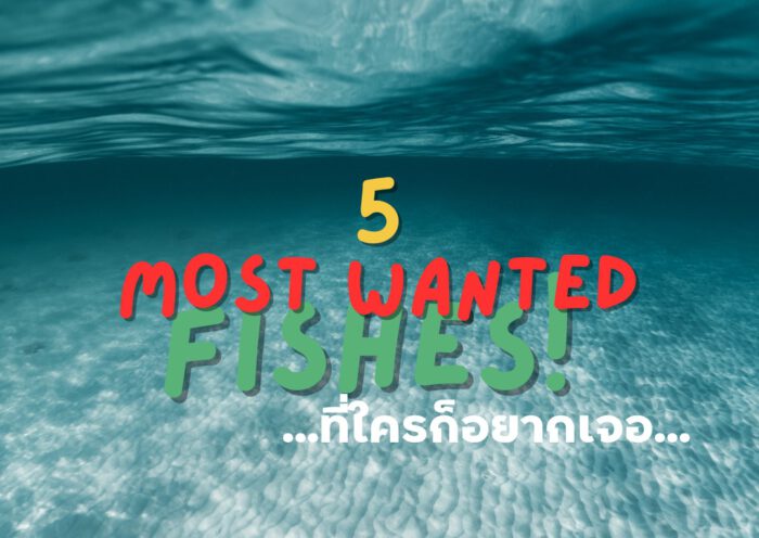 5 most wanted fishes - cover - Tecrew