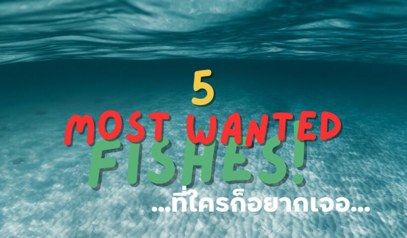 5 most wanted fishes - cover - Tecrew