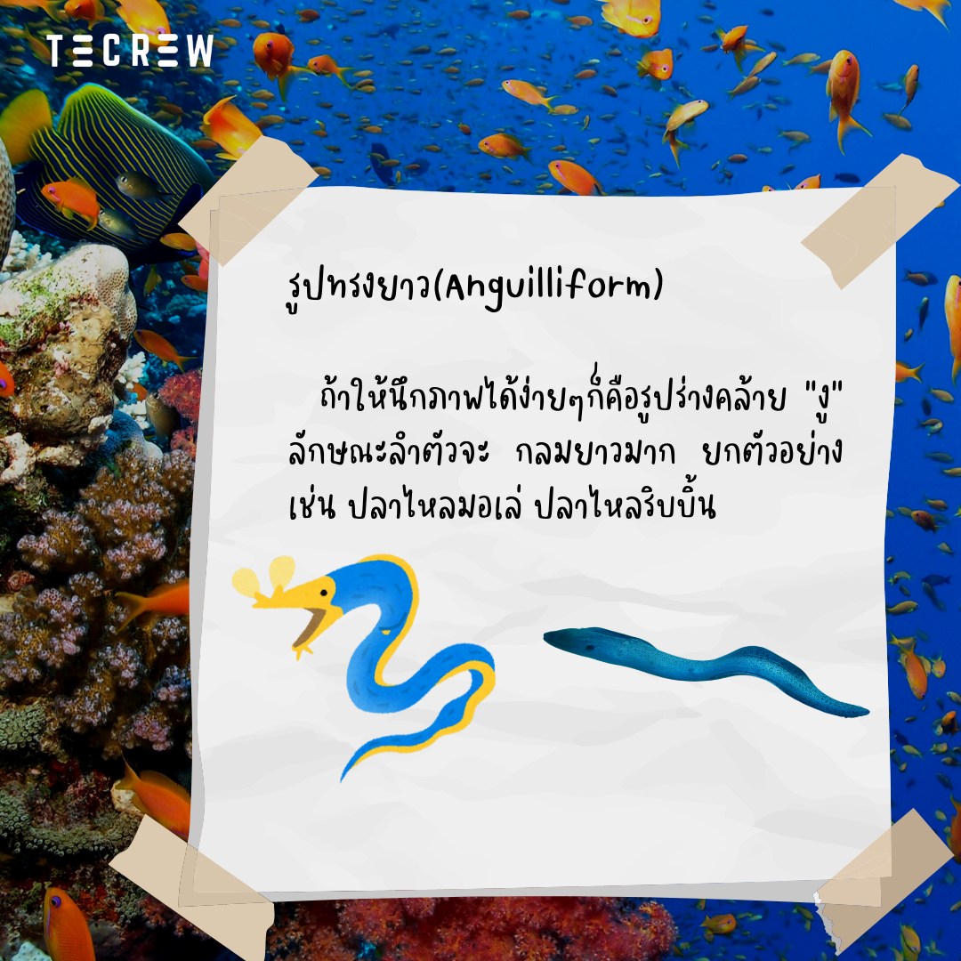 Fish shape - Anguilliform - Tecrew - 671213