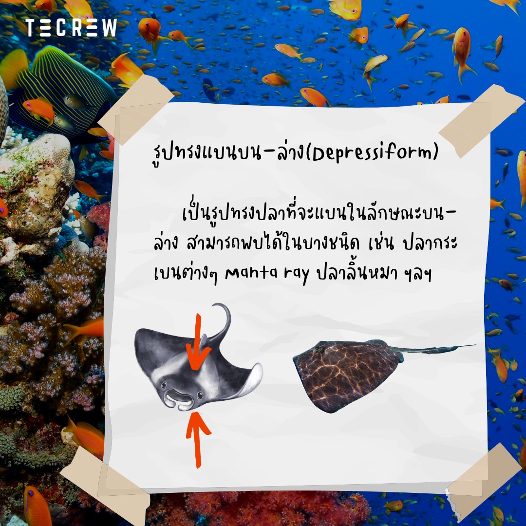 Fish shape - Depressiform - Tecrew - 671213