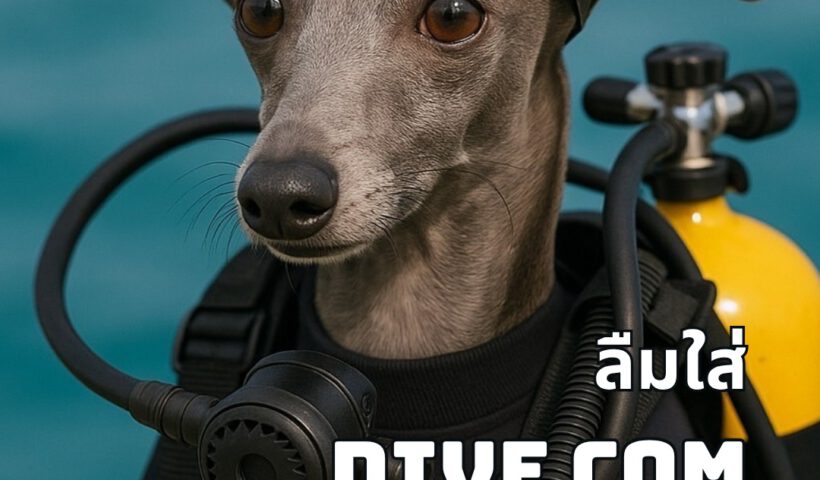 Forgot dive com - Tecrew - 680620